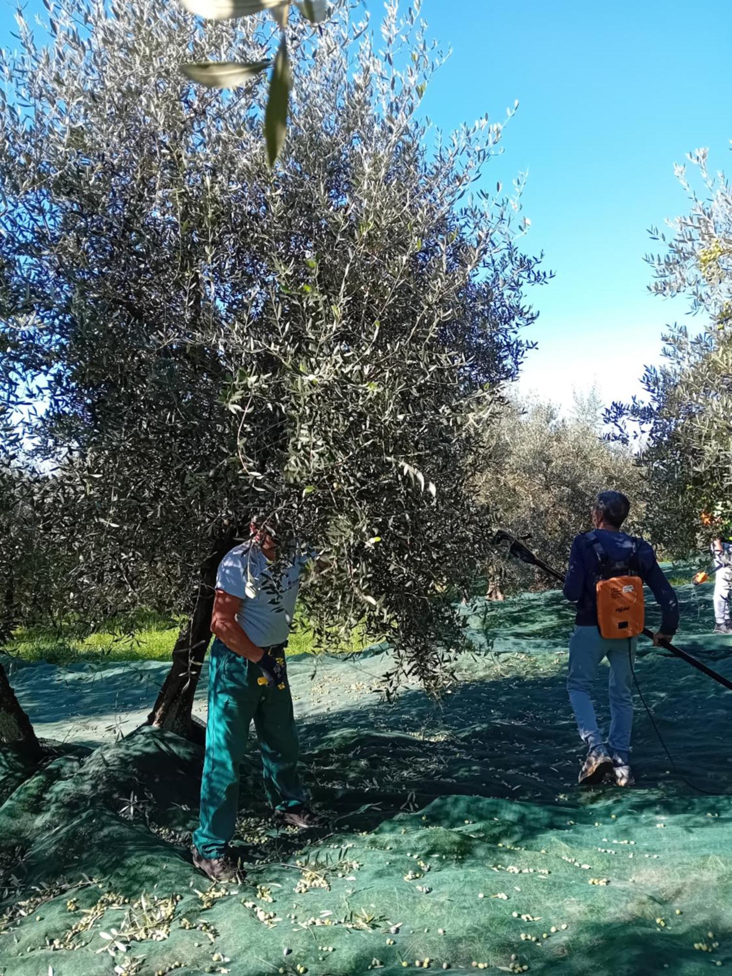Agriturismo Circugnano Grassina ภายนอก รูปภาพ