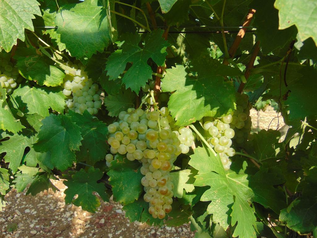 Agriturismo Circugnano Grassina ห้อง รูปภาพ