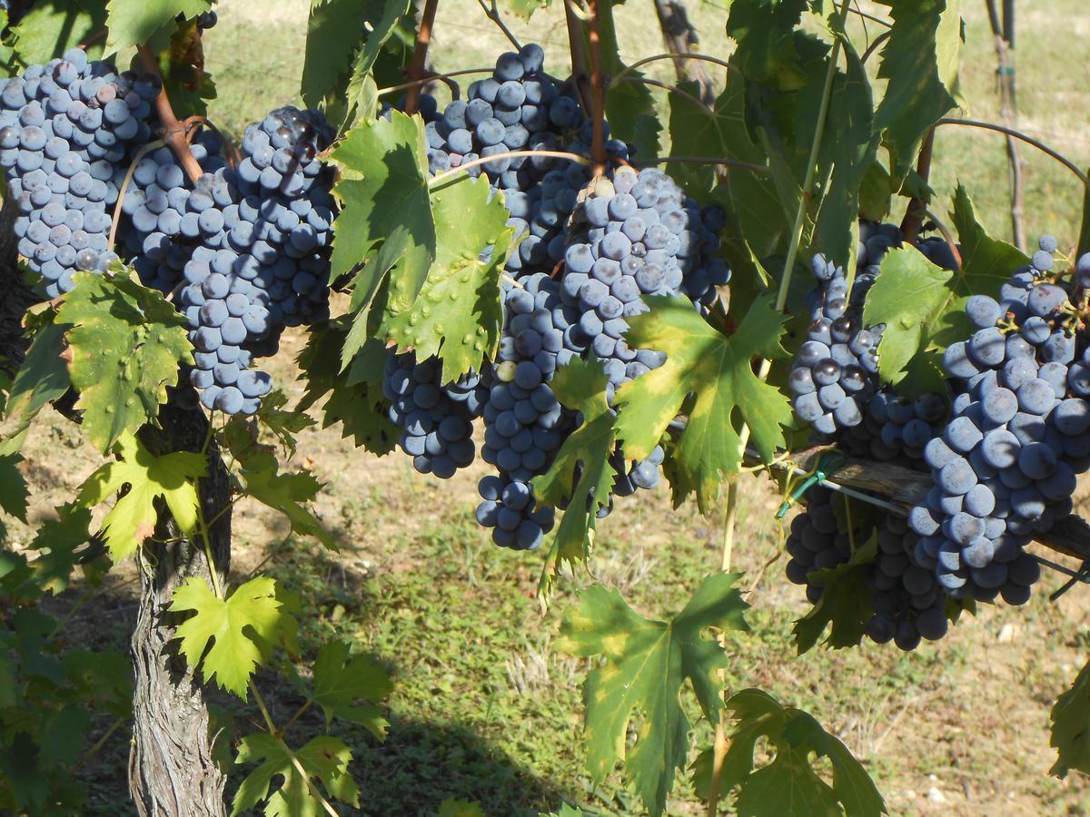 Agriturismo Circugnano Grassina ภายนอก รูปภาพ