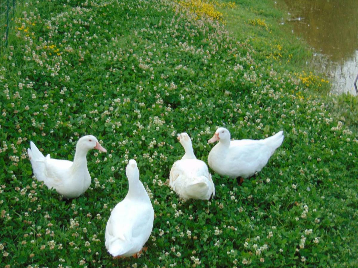 Agriturismo Circugnano Grassina ภายนอก รูปภาพ